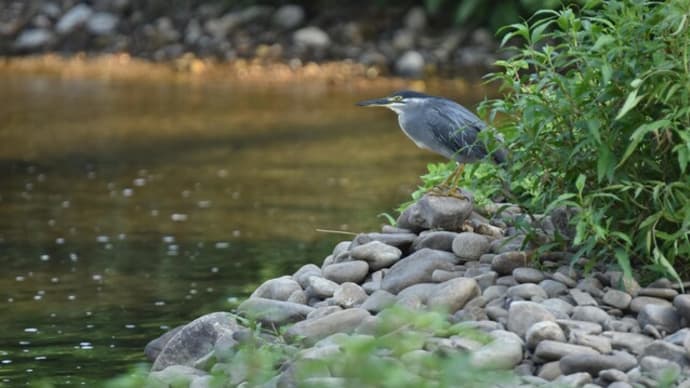 晩夏のササゴイ