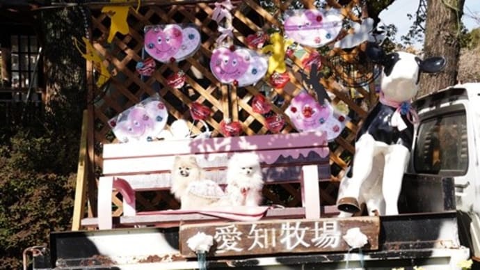 黄色いお花 ビタミンカラーに惹かれました・・・@愛知牧場