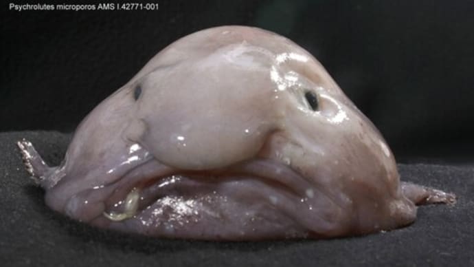 深海魚
