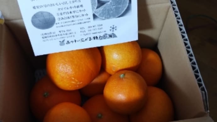 ★愛果28号。