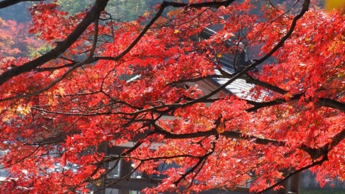 永源寺の紅葉