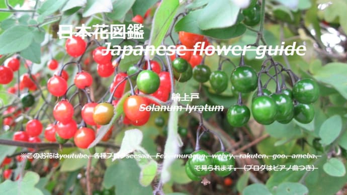 真珠は赤・緑?!Are pearls red or green? !