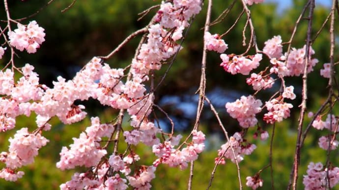 京都の春は、いつ頃かしら？
