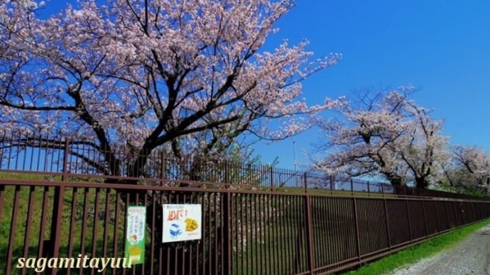 「相模原沈殿池」のソメイヨシノが満開となる!!