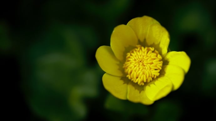戯れ言 01/06 花の名