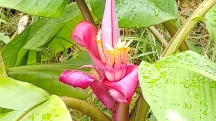 かみね動物園のバナナの花