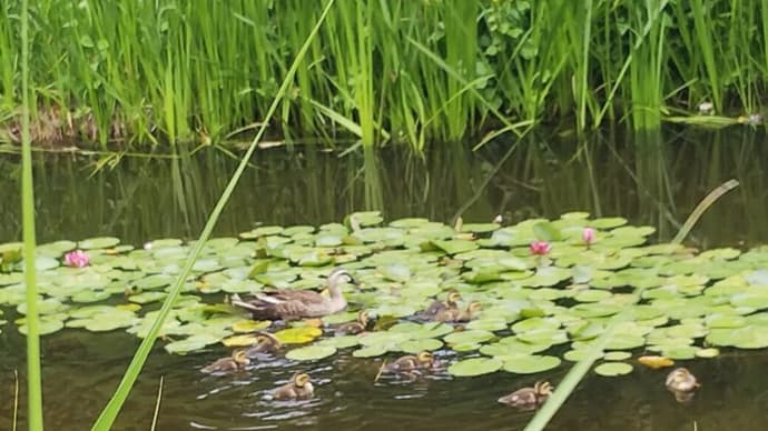 スカイツリー カルガモ一家 ご見学
