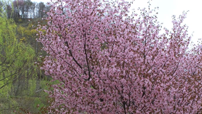 春を先取り 桜の花1