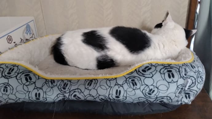 猫ベッド