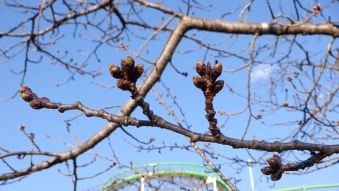 ウェザーニューズの桜情報にベニーランド