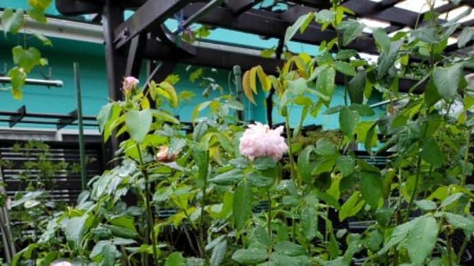 9月上旬、こんな花が咲いていますよ