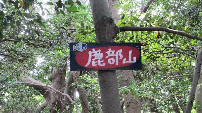 鹿部山&付近の花