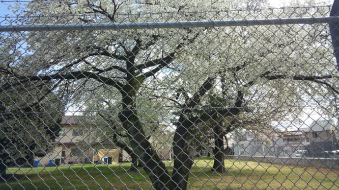 米軍住宅の桜2021/3/29