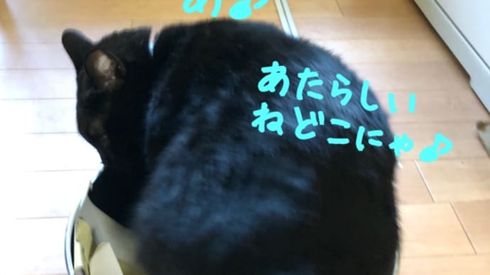 新しい寝床?