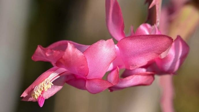 鉢植えの「シャコバサボテン」（２）挿し芽株２種