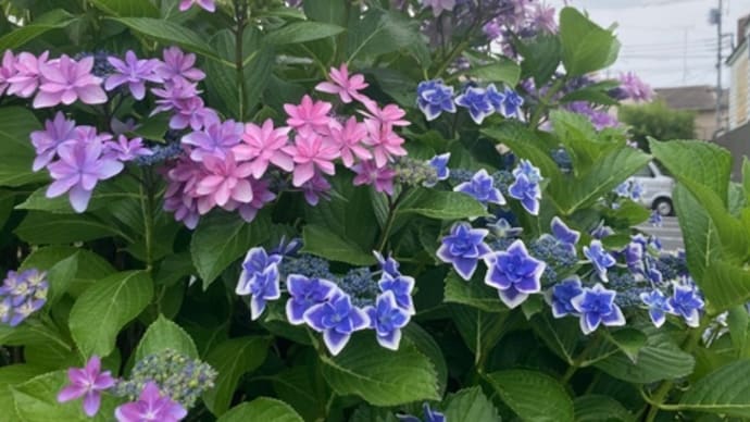 紫陽花