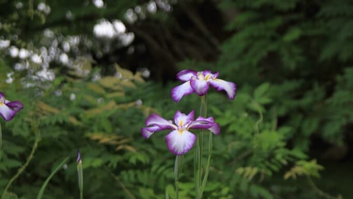 「菖蒲/しょうぶ×2枚。」