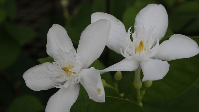 セイロンライティア、クロウエア - 白い花
