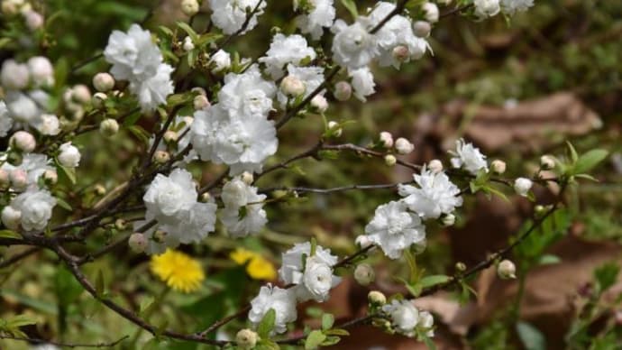 小石川植物園 ニワザクラの花 24