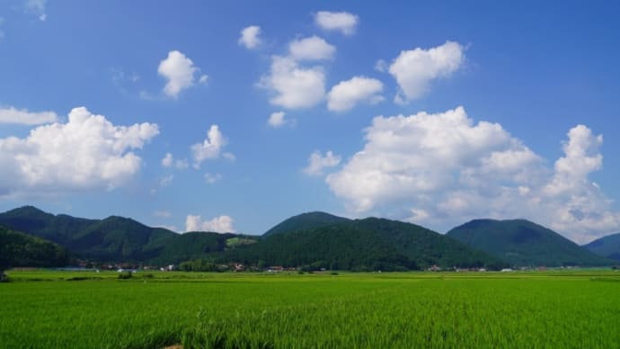 阿東船平山のユウスゲ