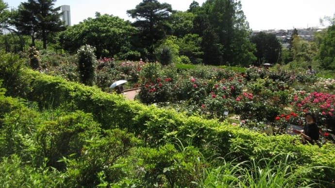 横浜市こども植物園 殿堂入りのバラ 好きなバラ(訂正ありです)