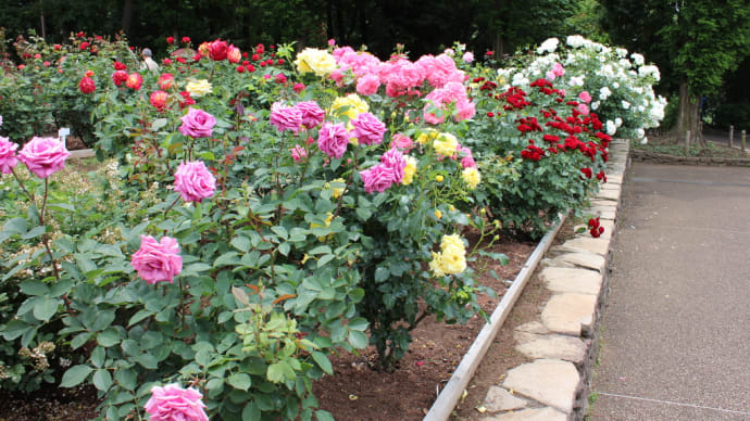 薔薇園のご紹介、一推しは生田緑地公園