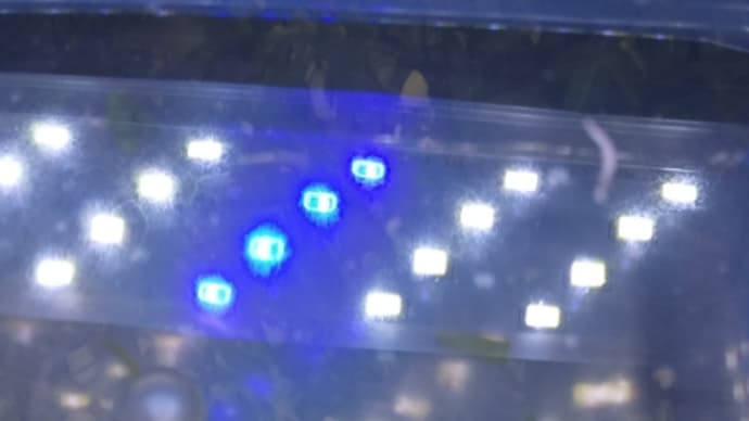 屋外水槽のメダカの室内へ移動