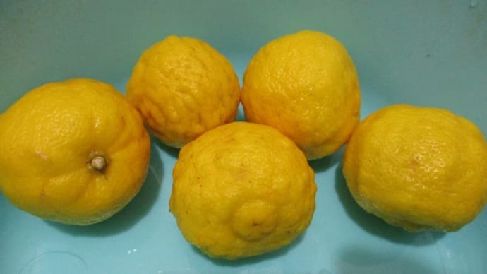 数日前、ご近所から頂いた「花柚子」や「千両の花」