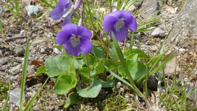 染井吉野が咲くと、一気に花が開きます。