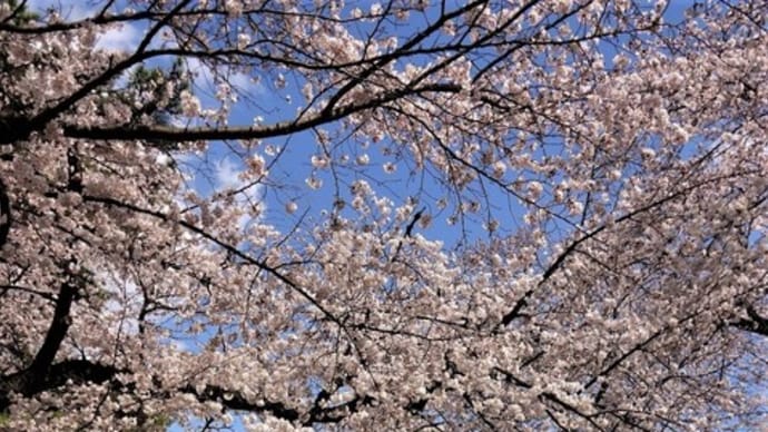 “千本桜”が咲き乱れるお花見スポット大宮公園後編