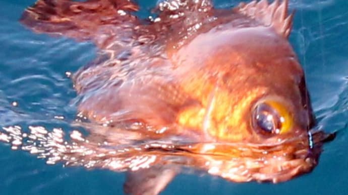 スリル抜群の浅場泳がせ、イワシメバル