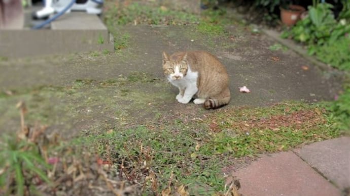 庭の眼差し♩