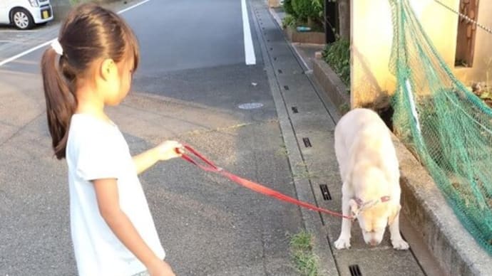 今日の爺さんの散歩担当は