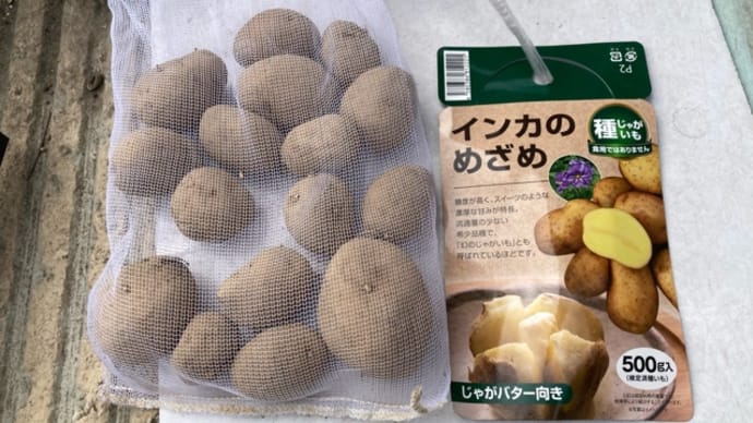 《家庭菜園》ジャガイモ(インカのめざめ)【植えつけ】(21/02/12)