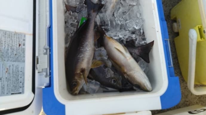 夜釣り釣果
