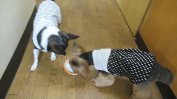 21/08/09 犬の幼稚園BuddyDog