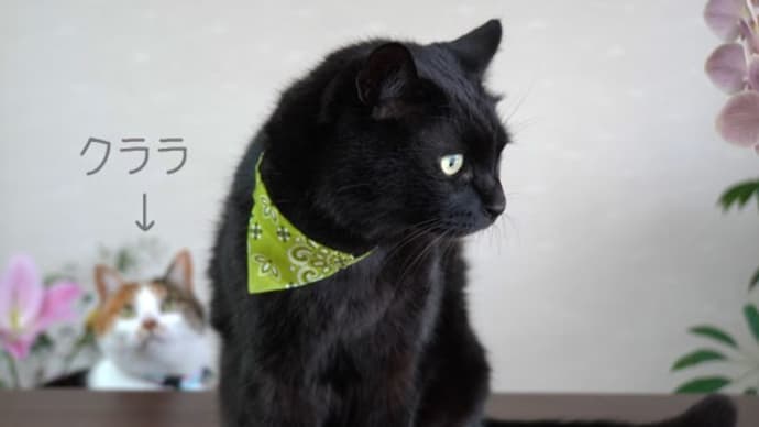 猫の日に*2023*『ねこちゃんのくびわ』