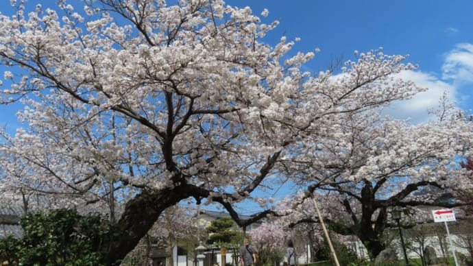 2024宇治橋寺と宇治川ゆるゆる桜散歩