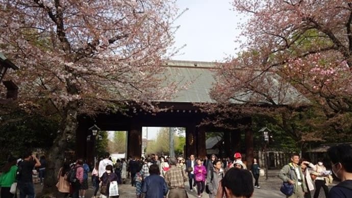 桜吹雪の靖国神社