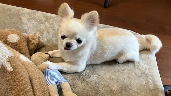 ピヨりんこ登場リリ~