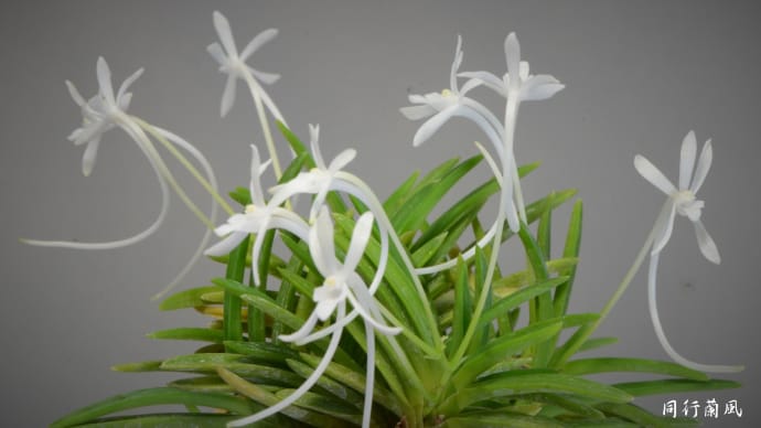 富貴蘭の花 鳳凰丸、四真宝