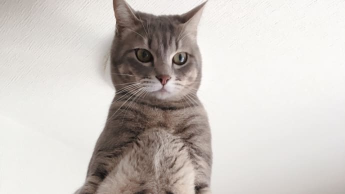 今日のニャンコ😺