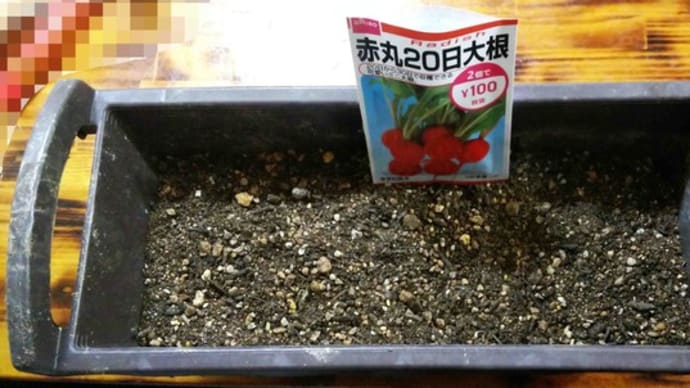 ま~たまたラディッシュの種蒔きました!