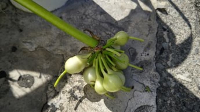 秋分 末候 水始涸