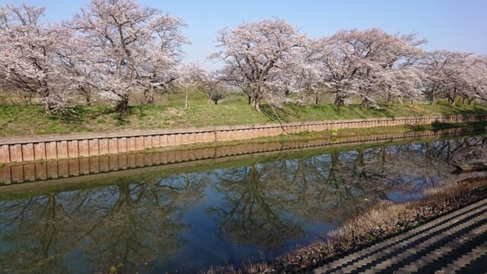 花巡りそれぞれの桜
