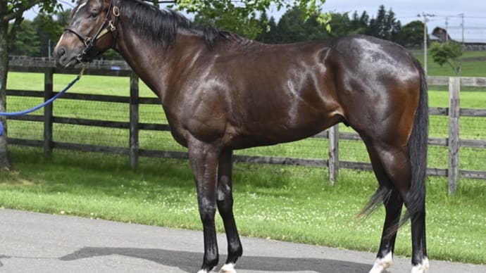 フライフリーダム、来月デビューに向け山元TCへ移動!
