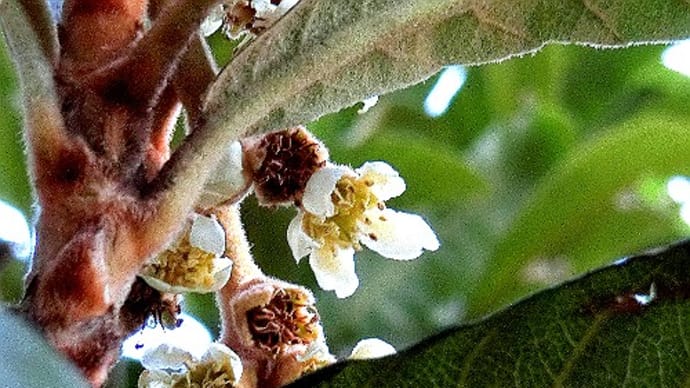 冬の自宅庭花木より、ビワ、イチゴノキ、アセビ、フユソウビ、他