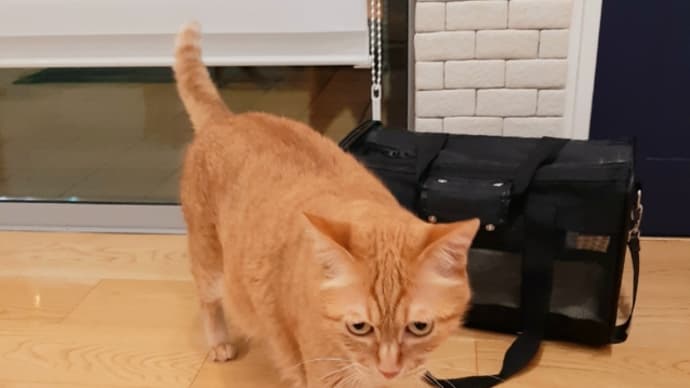 虎徹のおしっこ。