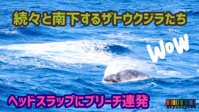 12月に入り目撃が増えてきた。