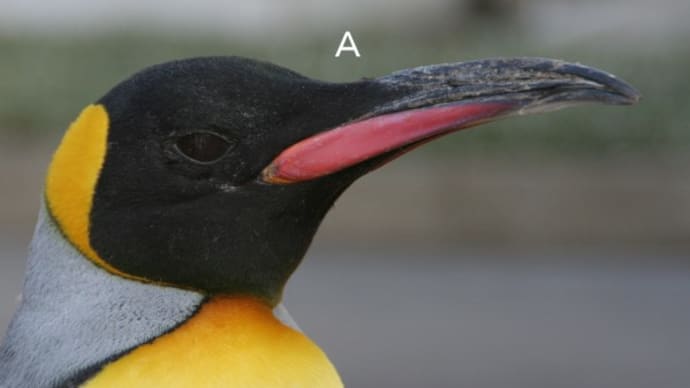 王様ペンギンのクチバシ、年齢による変化 4
